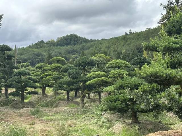 暫無圖片