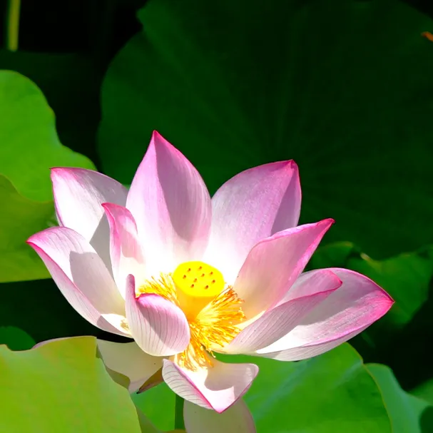 圖片