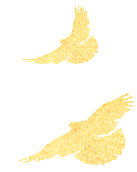 暫無圖片