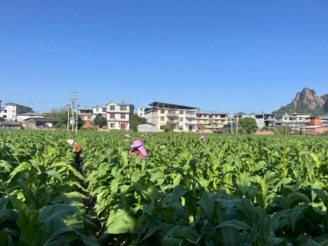聚力鄉村全面振興 | 連城揭樂：烤煙田間管護忙 技術服務來護航