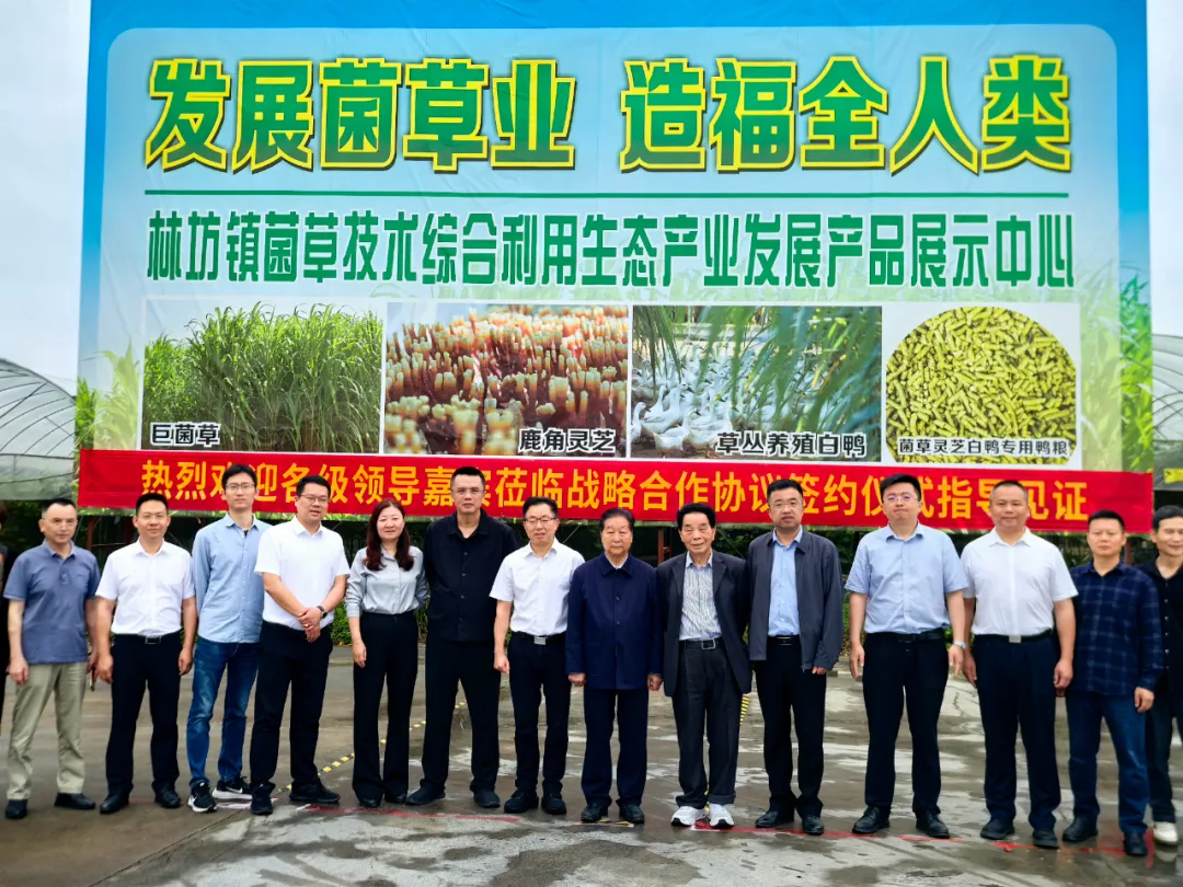 聚力招商引資落地見效 |廈門古龍食品有限公司與福建點草成金生物科技有限公司舉行戰(zhàn)略合作協(xié)議簽約儀式