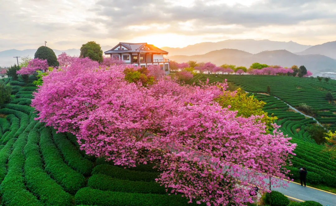 漳平永福櫻花茶旅景區 黃振明攝影.jpg