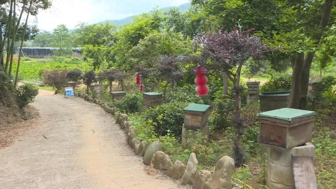 連城：林下養殖釀蜜生金 好生態成就11.54億元產值