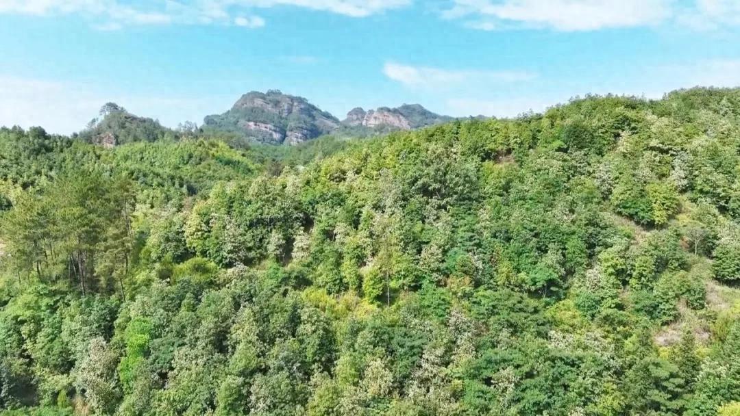 連城：木荷花開繪就生態畫卷