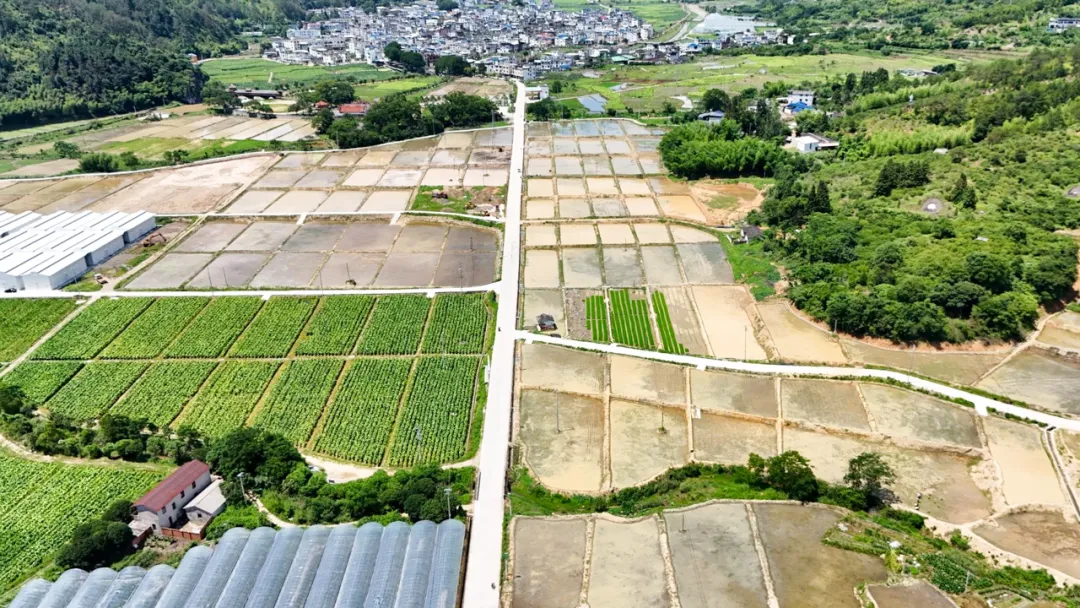 【主流媒體看連城】《央視網》報道！連城“煩心地”種出振興“稻”路